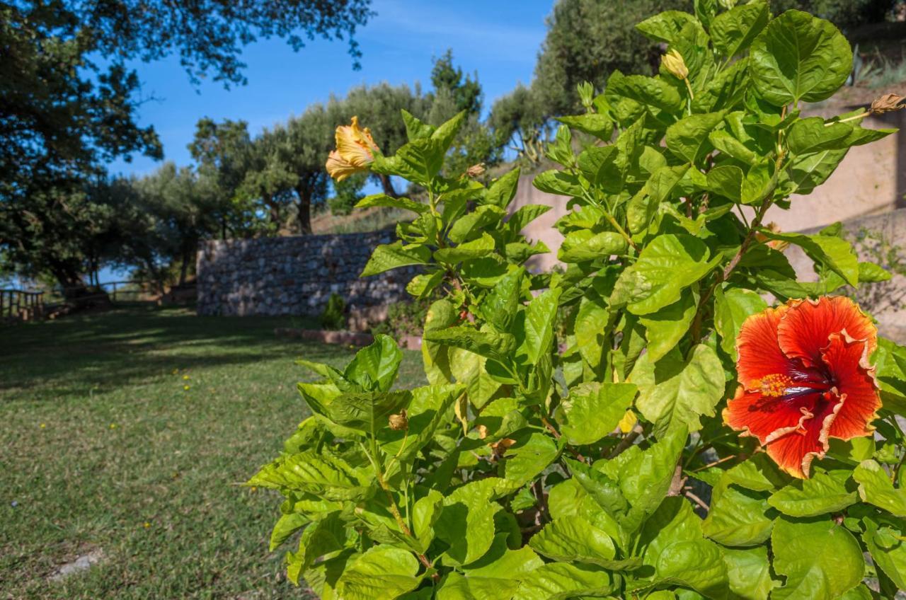 Drius Edode - B&B Affittacamere Torraca Luaran gambar